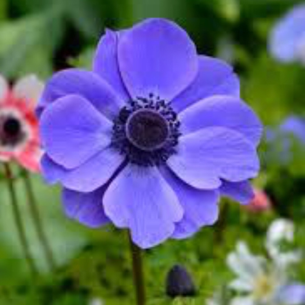 Meet your Posher, Taeysha